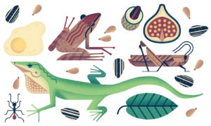 Interview With Illustrator Owen Davey